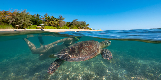 Snorkel with the turtle at Calypso Low Isles